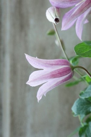 画像5: クレマチス "ミニベル" 17cmポット