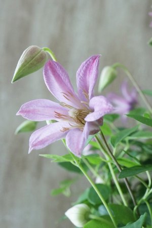 画像3: クレマチス "ミニベル" 17cmポット