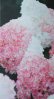画像5: ノリウツギ "Living Pink&Rose~ピンク＆ローズ" 14cmポット