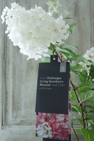 画像1: ノリウツギ "Living Strawberry Blossom~ストロベリーブロッサッム~" 14cmポット
