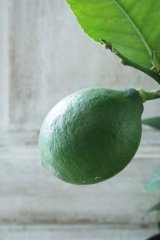 鉢植え向きレモン "ラフマイヤーレモン"　No.3