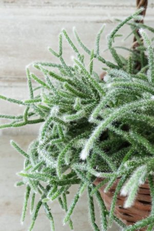 画像5: リプサリス "ピロカルパ"