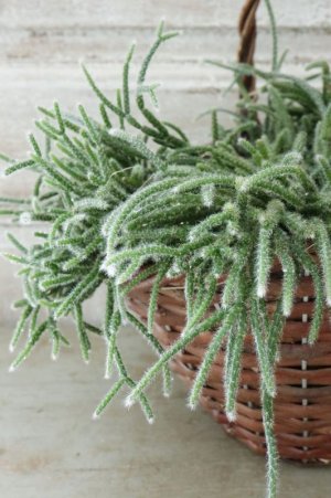 画像3: リプサリス "ピロカルパ"