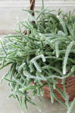 画像8: リプサリス "ピロカルパ"