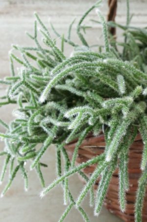 画像4: リプサリス "ピロカルパ"