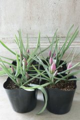 芽出し球根 原種系チューリップ ”フミリス”