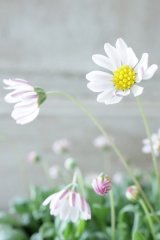 ベリウム "ペビリアンデージー"