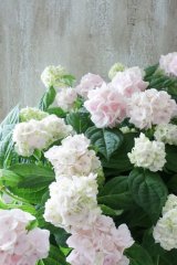 山紫陽花 "伊予獅子てまり ピンク” 15cmポット
