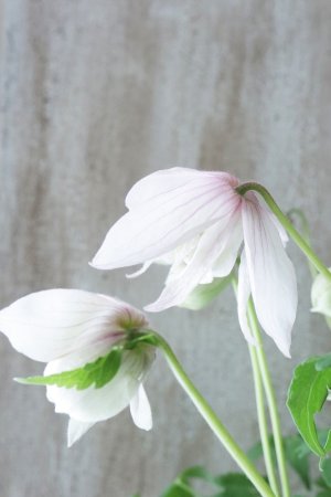 画像6: アトラゲネ系クレマチス "ピンク フラミンゴ" 17cmポット