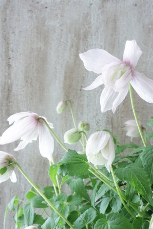 画像11: アトラゲネ系クレマチス "ピンク フラミンゴ" 17cmポット