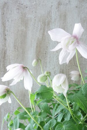 画像10: アトラゲネ系クレマチス "ピンク フラミンゴ" 17cmポット