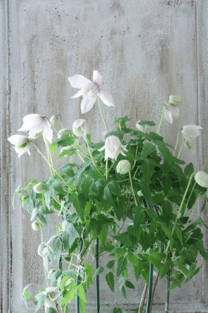 画像13: アトラゲネ系クレマチス "ピンク フラミンゴ" 17cmポット