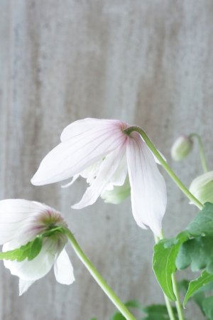 画像7: アトラゲネ系クレマチス "ピンク フラミンゴ" 17cmポット