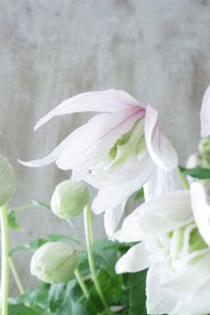 画像3: アトラゲネ系クレマチス "ピンク フラミンゴ" 17cmポット