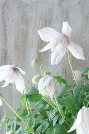 画像12: アトラゲネ系クレマチス "ピンク フラミンゴ" 17cmポット