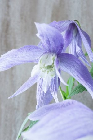 画像3: アトラゲネ系クレマチス "フランシス ラビリス" 17cmポット