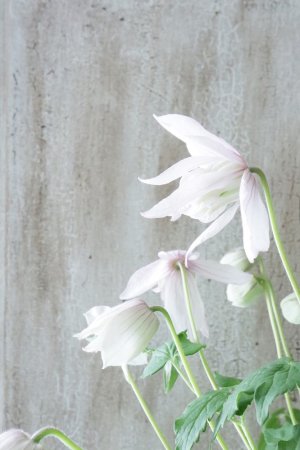 画像4: アトラゲネ系クレマチス "ピンク フラミンゴ" 17cmポット