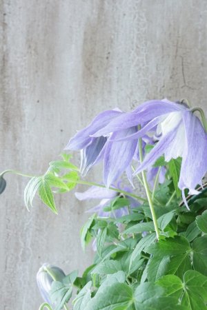 画像4: アトラゲネ系クレマチス "フランシス ラビリス" 17cmポット