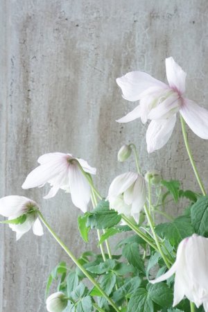 画像9: アトラゲネ系クレマチス "ピンク フラミンゴ" 17cmポット