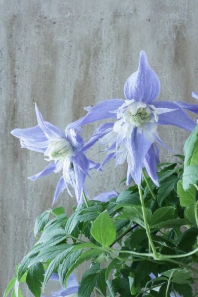 全商品 - Jardin de Violettes (Page 2) 全商品 - Jardin de Violettes (Page 2)