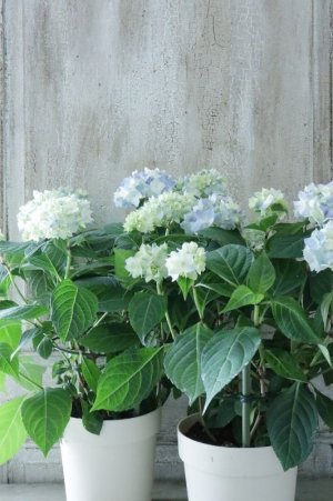 画像5: てまり咲き多花性アジサイ "てててまり ブルー" 12cmポット