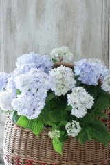 山紫陽花 "倉木てまり ブルー" 