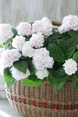 山紫陽花 "伊予獅子手まり うるは" 12cmポット