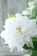 画像5: 八重咲きクレマチス "雪の粧~ゆきのよそい~" 18cmポット