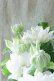 画像8: 八重咲きクレマチス "雪の粧~ゆきのよそい~" 18cmポット