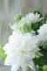 画像3: 八重咲きクレマチス "雪の粧~ゆきのよそい~" 18cmポット
