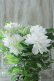 画像11: 八重咲きクレマチス "雪の粧~ゆきのよそい~" 18cmポット