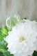 画像6: 八重咲きクレマチス "雪の粧~ゆきのよそい~" 18cmポット