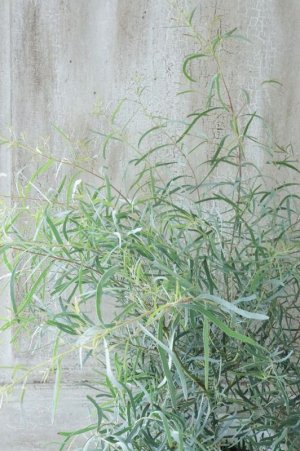 画像3: ユーカリ "ニコリー" 15cmポット