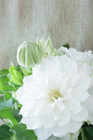 画像7: 八重咲きクレマチス "雪の粧~ゆきのよそい~" 18cmポット