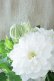画像7: 八重咲きクレマチス "雪の粧~ゆきのよそい~" 18cmポット
