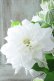 画像4: 八重咲きクレマチス "雪の粧~ゆきのよそい~" 18cmポット