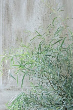 画像4: ユーカリ "ニコリー" 15cmポット