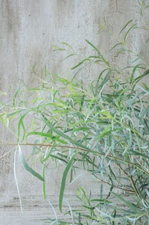 画像6: ユーカリ "ニコリー" 15cmポット