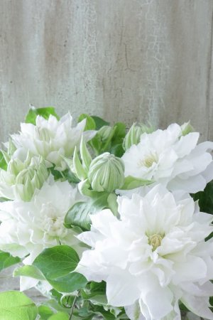 画像1: 八重咲きクレマチス "雪の粧~ゆきのよそい~" 18cmポット