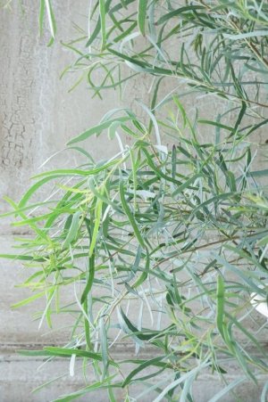 画像5: ユーカリ "ニコリー" 15cmポット