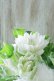 画像9: 八重咲きクレマチス "雪の粧~ゆきのよそい~" 18cmポット