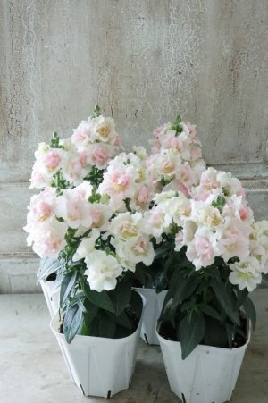 画像8: 八重咲き金魚草 "トゥイニー アップルブロッサム"