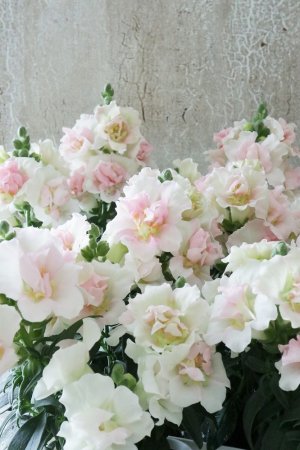 画像3: 八重咲き金魚草 "トゥイニー アップルブロッサム"