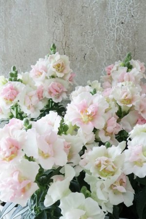 画像5: 八重咲き金魚草 "トゥイニー アップルブロッサム"