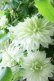 画像10: 八重咲きクレマチス "千の風" 18cmポット