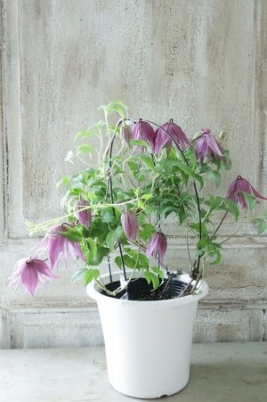 画像8: アトラゲネ系クレマチス "アルピナ クラグサイド" 13.5cmポット