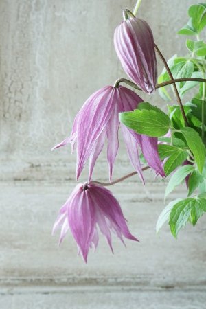 画像3: アトラゲネ系クレマチス "アルピナ クラグサイド" 13.5cmポット