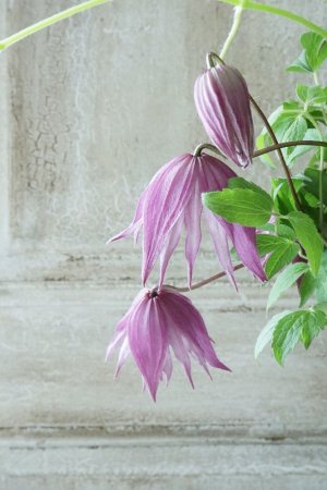 画像4: アトラゲネ系クレマチス "アルピナ クラグサイド" 13.5cmポット