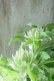 画像8: 八重咲きクレマチス "千の風" 18cmポット