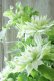 画像3: 八重咲きクレマチス "千の風" 18cmポット